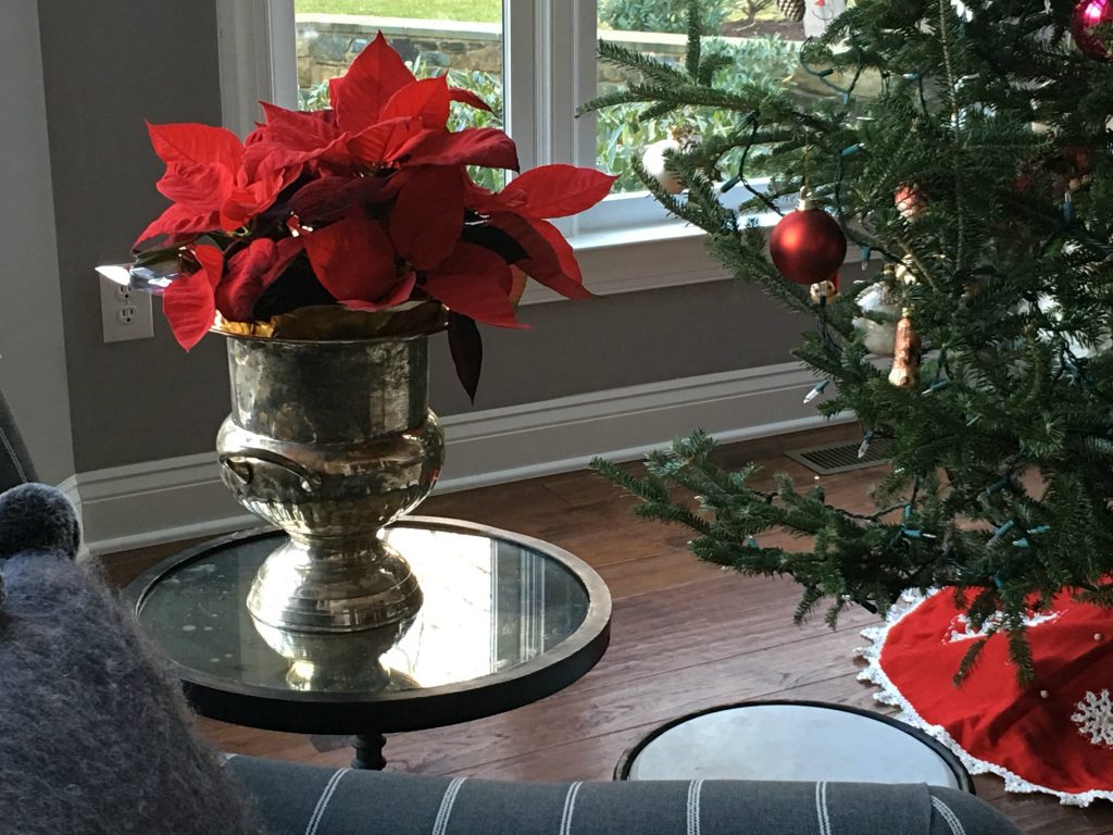 I used my Goodwill find (the silver Champagne bucket) to hold my poinsettia