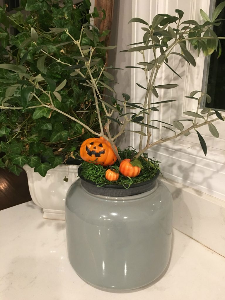 Olive tree with a mini pumpkin garden